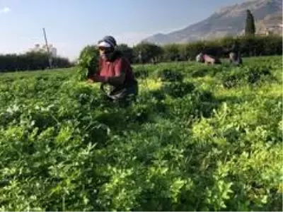 Hatay maydanozuna korona engeli Hatay maydanozuna korona engeli