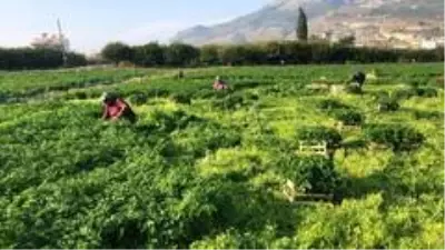 Hatay maydanozuna korona engeli Hatay maydanozuna korona engeli