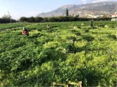 Hatay maydanozuna korona engeli Hatay maydanozuna korona engeli