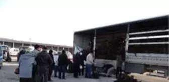 İlçe nüfusunun iki katından fazla ceviz fidanı dağıtıldı