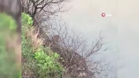 Karacayı kurtarmak için Çoruh Nehri'ne atlayan belediye çalışanı yaşadığı o anları anlattı