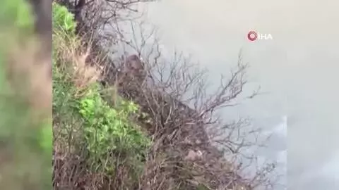 Karacayı kurtarmak için Çoruh Nehri'ne atlayan belediye çalışanı yaşadığı o anları anlattı