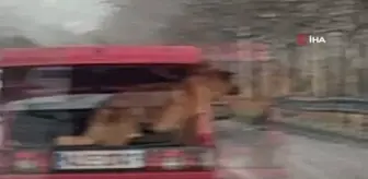 Köpeğini arabasının bagajın böyle taşıdı