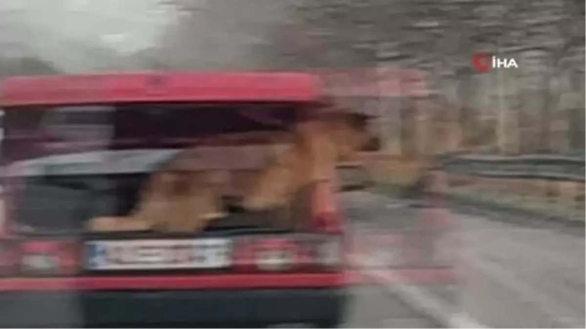 Köpeğini arabasının bagajın böyle taşıdı