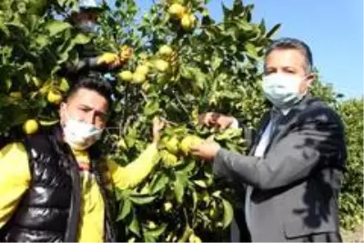 Meşhur Lamas limonuna AB'de coğrafi işaret için çalışma başlatıldı Meşhur Lamas limonuna AB'de coğrafi işaret için çalışma başlatıldı