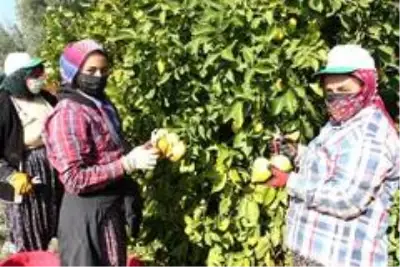 Meşhur Lamas limonuna AB'de coğrafi işaret için çalışma başlatıldı Meşhur Lamas limonuna AB'de coğrafi işaret için çalışma başlatıldı