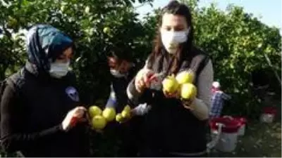 Meşhur Lamas limonuna AB'de coğrafi işaret için çalışma başlatıldı Meşhur Lamas limonuna AB'de coğrafi işaret için çalışma başlatıldı