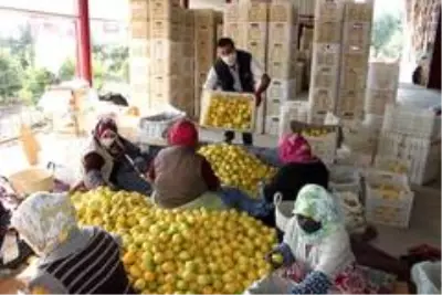 Meşhur Lamas limonuna AB'de coğrafi işaret için çalışma başlatıldı Meşhur Lamas limonuna AB'de coğrafi işaret için çalışma başlatıldı