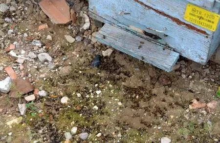 Nehir kıyısındaki kovanlarda binlerce arı öldü, yetiştiriciler kirliliğe dikkat çekti Nehir kıyısındaki kovanlarda binlerce arı öldü, yetiştiriciler kirliliğe dikkat çekti