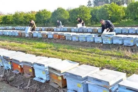 Nehir kıyısındaki kovanlarda binlerce arı öldü, yetiştiriciler kirliliğe dikkat çekti Nehir kıyısındaki kovanlarda binlerce arı öldü, yetiştiriciler kirliliğe dikkat çekti
