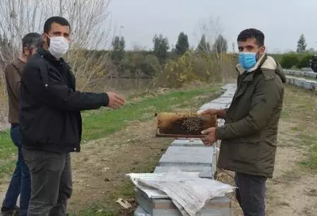 Nehir kıyısındaki kovanlarda binlerce arı öldü, yetiştiriciler kirliliğe dikkat çekti Nehir kıyısındaki kovanlarda binlerce arı öldü, yetiştiriciler kirliliğe dikkat çekti