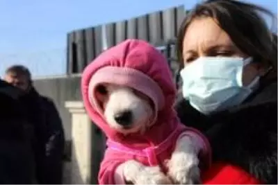 Ses telleri kesilen köpekler sahiplendiriliyor Ses telleri kesilen köpekler sahiplendiriliyor