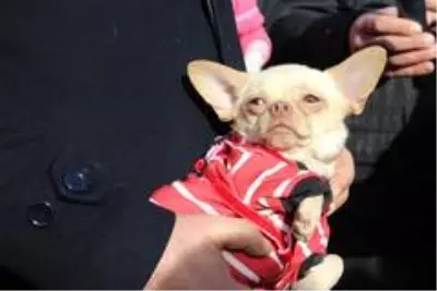 Ses telleri kesilen köpekler sahiplendiriliyor Ses telleri kesilen köpekler sahiplendiriliyor