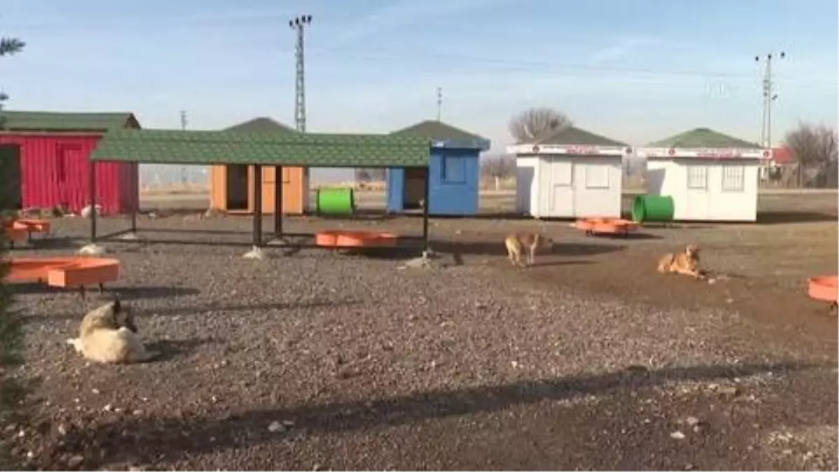 Ses telleri kesilen köpeklerler sahiplendirilecek