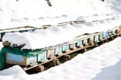 Şırnak'ta kara saplanan arılar, arıcıların avuçlarında hayat buluyor Şırnak'ta kara saplanan arılar, arıcıların avuçlarında hayat buluyor