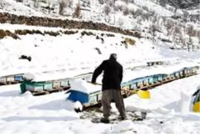 Şırnak'ta kara saplanan arılar, arıcıların avuçlarında hayat buluyor Şırnak'ta kara saplanan arılar, arıcıların avuçlarında hayat buluyor