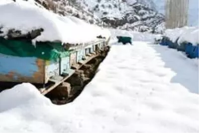 Şırnak'ta kara saplanan arılar, arıcıların avuçlarında hayat buluyor Şırnak'ta kara saplanan arılar, arıcıların avuçlarında hayat buluyor