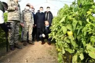 Şırnak Valisi Pehlivan, Uludere'deki seralarda incelemelerde bulundu Şırnak Valisi Pehlivan, Uludere'deki seralarda incelemelerde bulundu
