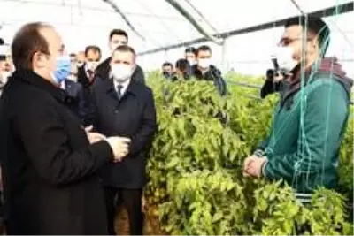 Şırnak Valisi Pehlivan, Uludere'deki seralarda incelemelerde bulundu Şırnak Valisi Pehlivan, Uludere'deki seralarda incelemelerde bulundu