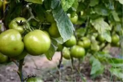 Şırnak Valisi Pehlivan, Uludere'deki seralarda incelemelerde bulundu Şırnak Valisi Pehlivan, Uludere'deki seralarda incelemelerde bulundu