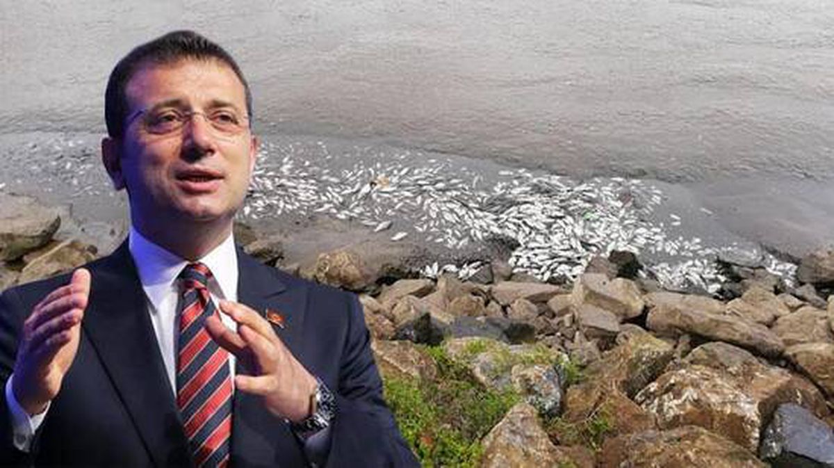Sultanbeyli'deki balık ölümleri iktidar ve muhalefeti karşı karşıya getirdi