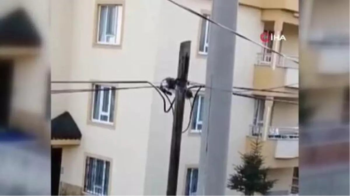 Yaramaz kedi çıktığı telefon direğinde mahsur kaldı, itfaiye ekipleri kurtardı