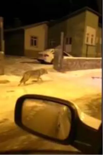 Aç kalan kurtlar Sarıkamış'a indi Aç kalan kurtlar Sarıkamış'a indi