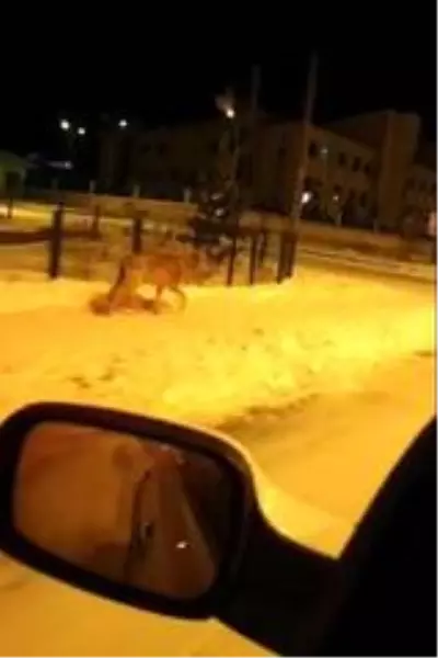 Aç kalan kurtlar Sarıkamış'a indi Aç kalan kurtlar Sarıkamış'a indi