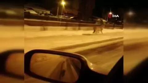 Aç kalan kurtlar Sarıkamış'a indi Aç kalan kurtlar Sarıkamış'a indi