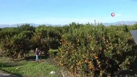Çukurova'nın yolları portakal karnavalını aratmıyor Çukurova'nın yolları portakal karnavalını aratmıyor