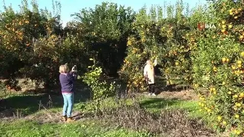 Çukurova'nın yolları portakal karnavalını aratmıyor Çukurova'nın yolları portakal karnavalını aratmıyor