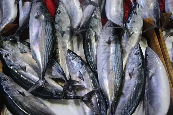 Ünlü gurme Vedat Milor, deniz ürünlerindeki tehlikeye dikkat çekti: Midye yemek, pil yemek gibidir Ünlü gurme Vedat Milor, deniz ürünlerindeki tehlikeye dikkat çekti: Midye yemek, pil yemek gibidir