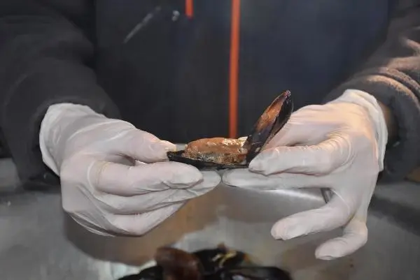 Ünlü gurme Vedat Milor, deniz ürünlerindeki tehlikeye dikkat çekti: Midye yemek, pil yemek gibidir Ünlü gurme Vedat Milor, deniz ürünlerindeki tehlikeye dikkat çekti: Midye yemek, pil yemek gibidir