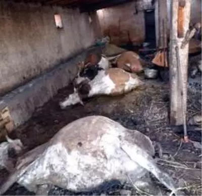 Son dakika... Elektrik kontağından çıkan yangın, 12 hayvanı telef etti Son dakika... Elektrik kontağından çıkan yangın, 12 hayvanı telef etti