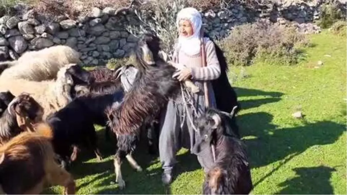 Fatma teyze Amanos Dağları eteklerinde yarım asırdır çobanlık yapıyor