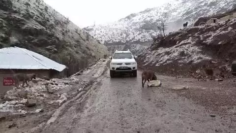 HAKKARİ -Almanya'dan gelip Şemdinli'deki sokak hayvanlarına 'anne şefkatiyle' bakıyor HAKKARİ -Almanya'dan gelip Şemdinli'deki sokak hayvanlarına 'anne şefkatiyle' bakıyor
