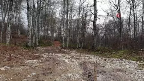 Istranca Ormanları'nda renk cümbüşü