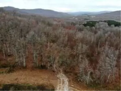 Istranca Ormanları'nda renk cümbüşü