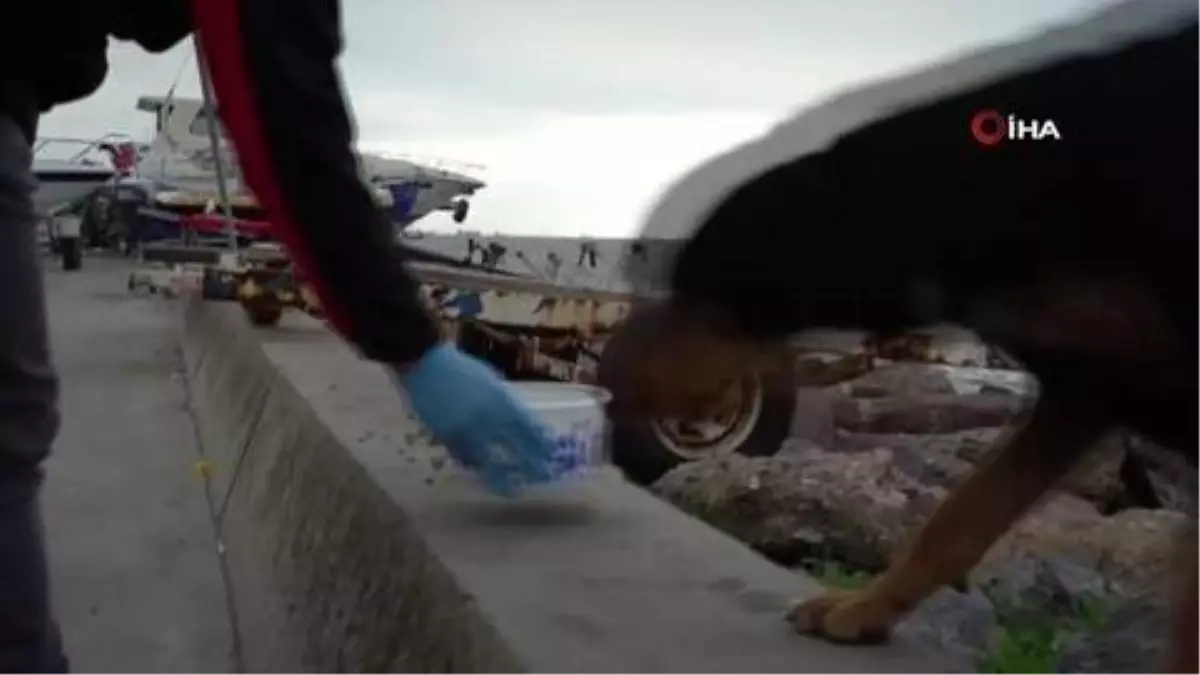 Kartal Belediyesi'nden patili dostlara sıcak yuva