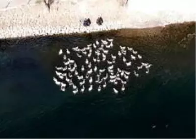 Son dakika haber | Kızılırmak'ta aç kalan kaz ve ördekleri polisler besledi
