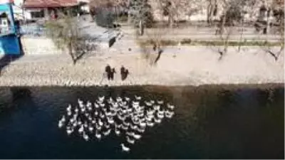 Son dakika haber | Kızılırmak'ta aç kalan kaz ve ördekleri polisler besledi