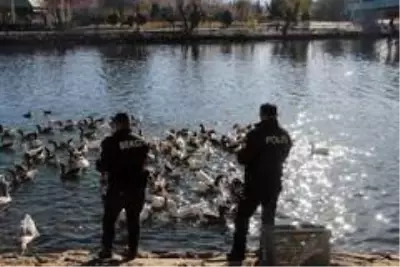 Son dakika haber | Kızılırmak'ta aç kalan kaz ve ördekleri polisler besledi