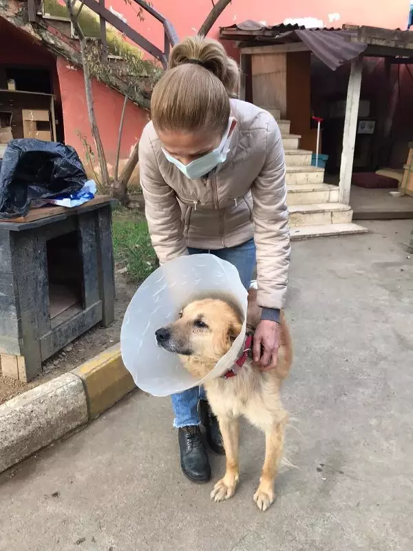 Köpeğe şiddeti sosyal medyadan ifşa eden dernek başkanının 2 yıla kadar