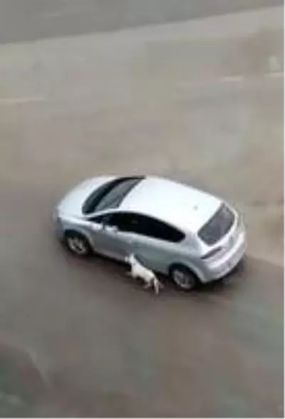 Köpeğini tasmasından tutup otomobilden sürükleyerek gezdirdi Köpeğini tasmasından tutup otomobilden sürükleyerek gezdirdi