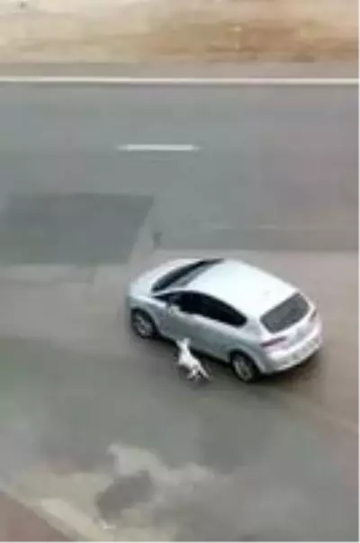 Köpeğini tasmasından tutup otomobilden sürükleyerek gezdirdi Köpeğini tasmasından tutup otomobilden sürükleyerek gezdirdi