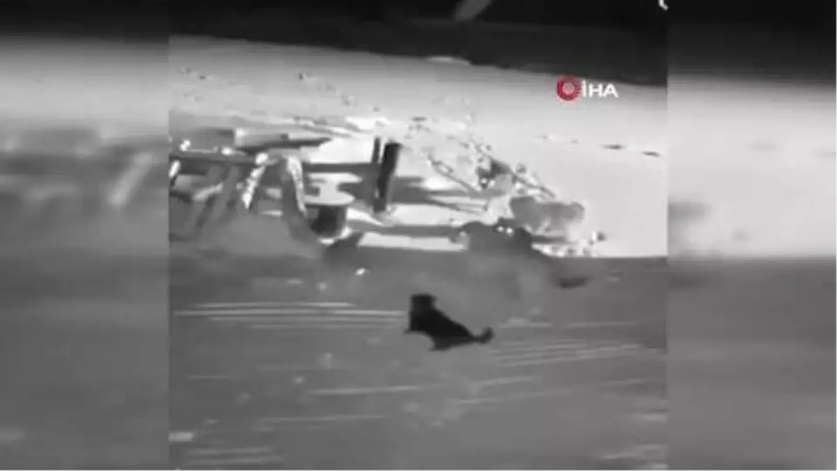Kurtlara meydan okuyan köpekler böyle telef oldu