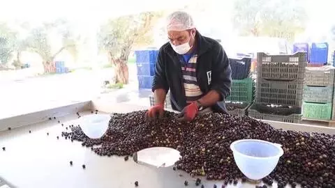 Milas zeytinyağının AB'den coğrafi işaret alması sektör temsilcilerini sevindirdi Milas zeytinyağının AB'den coğrafi işaret alması sektör temsilcilerini sevindirdi