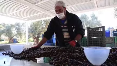 Milas zeytinyağının AB'den coğrafi işaret alması sektör temsilcilerini sevindirdi Milas zeytinyağının AB'den coğrafi işaret alması sektör temsilcilerini sevindirdi