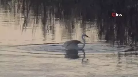 Ak balıkçıl, Kelkit Çayı'nda böyle görüntülendi Ak balıkçıl, Kelkit Çayı'nda böyle görüntülendi