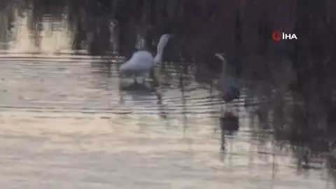 Ak balıkçıl, Kelkit Çayı'nda böyle görüntülendi Ak balıkçıl, Kelkit Çayı'nda böyle görüntülendi